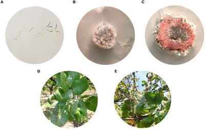 Pan-genome survey of Septoria pistaciarum, causal agent of Septoria leaf spot of pistachios, across three Aegean sub-regions of Greece